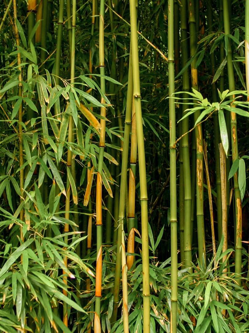 Bamboo trees